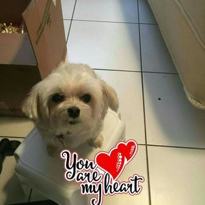 Meet your Posher, Elisa